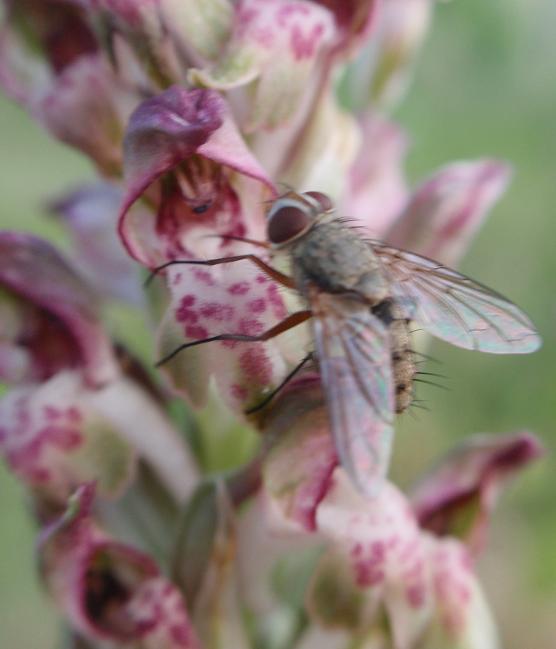 Prosena siberita (Tachinidae, Diptera) su A. coriophora